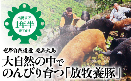 あま豚 ソフトベーコン ＆ コールドポーク セット A146-009 豚肉 豚 肉 ぶた肉 ポーク ベーコン コールドベーコン きめ細かい 肉質 ベーコンエッグ エッグベネディクト 美味しい 朝食 昼食 ごはん おかず AMAMIMAMA ふるさと納税 奄美市 おすすめ ランキング プレゼント ギフト