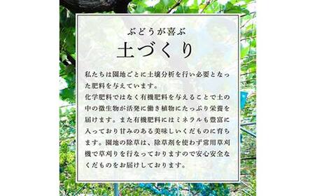 【先行受付 令和8年度発送】大粒もぎたてシャインマスカット2房 1.2kg程度 ギフト箱入り FSY-2030