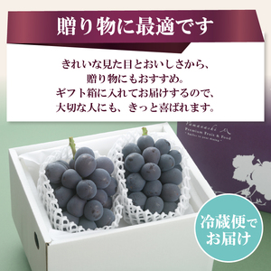 【ふるなび限定】〈2026年度配送分〉ブラックビート 2房（約1.0kg）　FN-Limited-SP