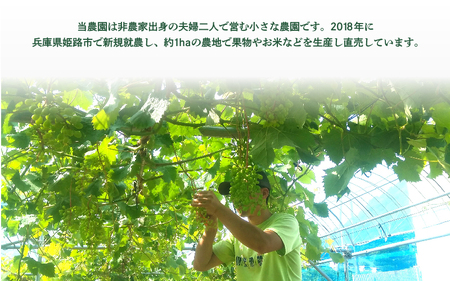 【先行予約】 兵庫県産 シャインマスカット 2房～3房 1.2kg以上 片岡農園 【2026年9月中旬より順次発送】