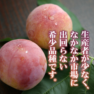 【ふるなび限定】〈2026年度配送分〉★希少品種★サマーエンジェル 8～12玉　FN-Limited-SP