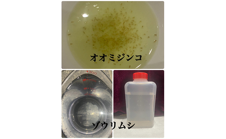 菊まるめだかの【いろ色めだか2種と生餌セット又はめだか3種セット】計12匹又は18匹 メダカ 幼魚～若魚 1.5～2.0cm ミジンコ ゾウリムシ いろ色めだか3種セット