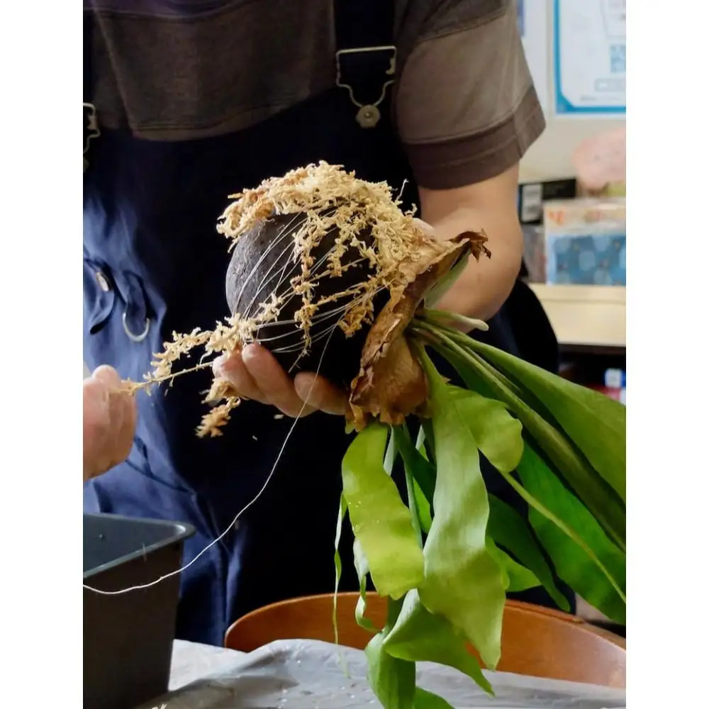 360度楽しめる！吊るせる観葉植物「ゆらゆらハングボールキット」