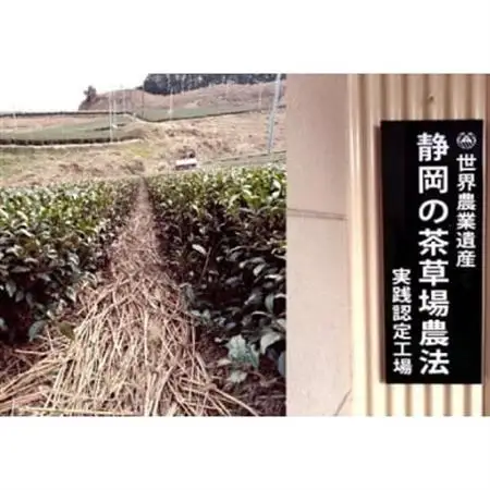 掛川の小さな茶農家直送 農業遺産茶草場実践工場 深蒸し掛川茶「うぐいす」 200g×2【配送不可地域：離島・沖縄県】【1674940】