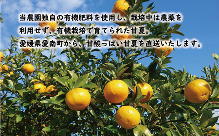 訳あり 甘夏 10kg 甘夏