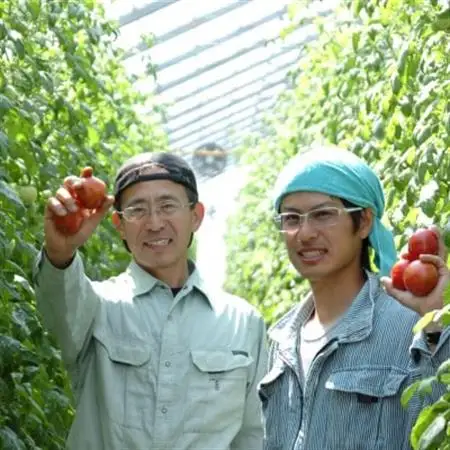 フルーツトマト(深層水トマト)2キロ【濃厚な甘みと旨み】【配送不可地域：離島】【1565698】