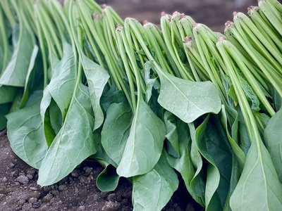 マイルドほうれん草カレーペースト3瓶＆スパイシーほうれん草カレーペースト3瓶の6瓶セット　カレーペースト 1瓶230g 5人前 マイルド スパイシー  計6個 2種セット ほうれん草 カレー ペースト 無添加 こだわり 簡単 本格スパイスカレー 瓶詰 持ち運び アウトドア 仕送りギフト 山梨県 北杜市 [h259]