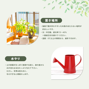 2026年1月中旬～発送【観葉植物】雲南シュロチク 100cm～120cm 前園植物園 IB002-012 観葉植物 ※北海道・沖縄・離島配送不可