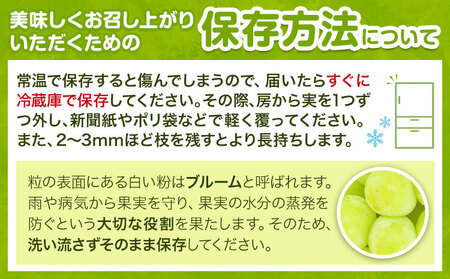 訳あり シャインマスカット 約1.2kg【配送不可地域あり】北海道・沖縄・離島