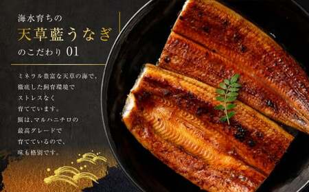 海水育ちの天草藍うなぎ 蒲焼 2～3尾セット 合計約400g タレ付き うなぎ 鰻 ウナギ 蒲焼き かば焼き うなぎの蒲焼 魚 お魚 父の日