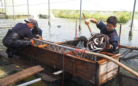 訳あり 国産 うなぎ 蒲焼き 3尾 (計270g) 浜名湖産 鰻 蒲焼 小分け 冷凍
