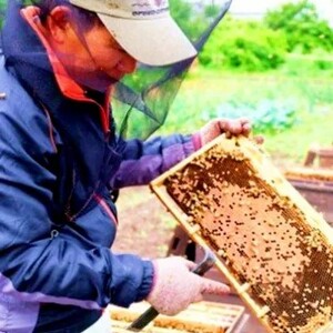 数量限定 純はちみつ 巣蜜 約250g 天然 国産 天然はちみつ 天然蜂蜜 天然ハチミツ 国産はちみつ 国産蜂蜜 国産ハチミツ 巣みつ はちみつ 蜂蜜 ハチミツ 純蜂蜜 純ハチミツ フルーティー ハニー 限定 福岡 福岡県 小郡市