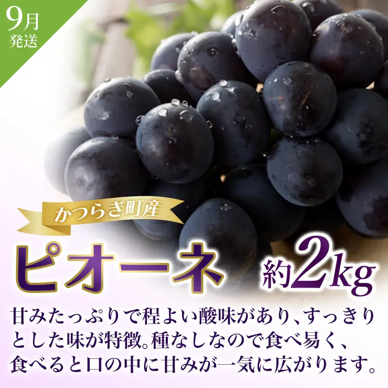 フルーツ定期便 全3回 いちご・桃・ピオーネ フルーツ【tkb401】