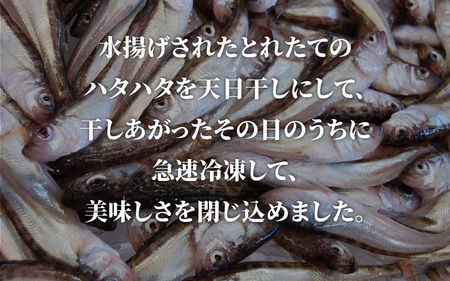 山陰名産　ハタハタ一夜干し　500ｇ