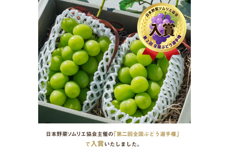 【期間限定発送】 シャインマスカット 訳あり 2～5房 約1.5kg [oboco grapes 山形県 高畠町 tk06ayt250004]