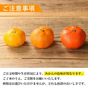 いずみ産 竹ん子山 の みかん 約5kg みかん 【イーサイドライン】 i1030