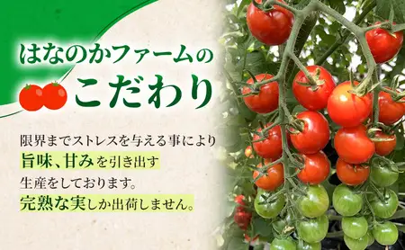 高糖度「ほれトマト」2kg　極上 ミニトマト 糖度10度以上 