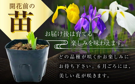 苗 【4月から11月発送】花しょうぶ（ジャパン アイリス）の苗 おまかせ6株 [AIAC001] 