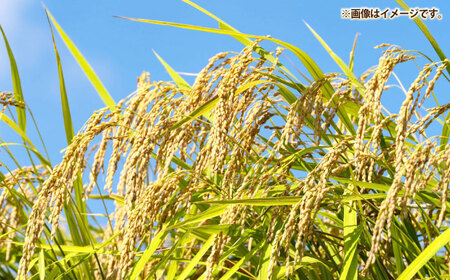 壱岐産米 なつほのか 10kg 《壱岐市》【壱岐市農業協同組合】[JBO146]