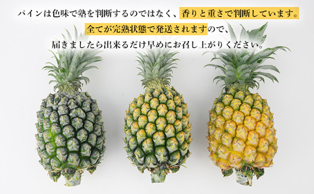 2026年発送【数量限定】ひとくちぼれ 金武町のすぐりむん（極上）パイン 6玉 パイナップル
