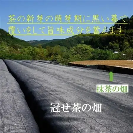 奥八女の新緑の風薫る・特上深蒸し茶薫風(冠せ茶) 100g×3本_飲料・ドリンク 茶葉・ティーバッグ 茶 _【1553963】