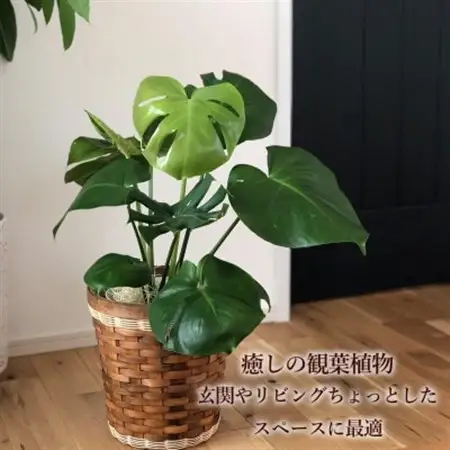 観葉植物 モンステラ 鉢植 バスケット リビング【1539924】