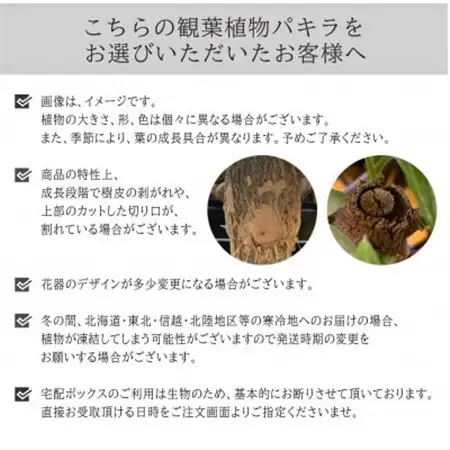 観葉植物　ミニ　パキラ　陶器　鉢植【1543947】