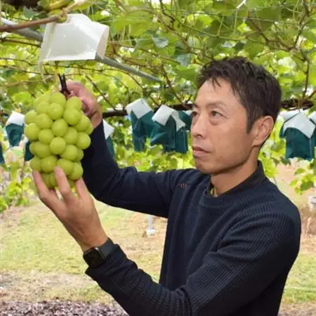 【2026年発送】長野県生まれの新しいぶどうクイーンルージュ(R)2房(800g以上)中野市から直送【配送不可地域：離島】【1570785】