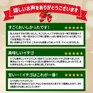 いちご やよいひめ 800g いちご品評会最高金賞 化粧箱入り