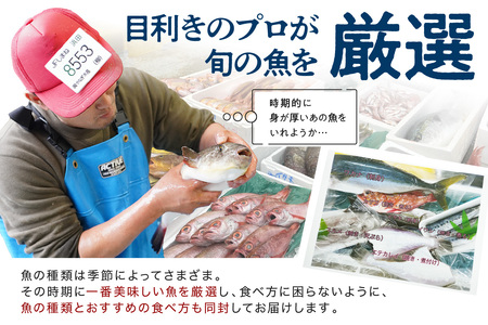 どんちっち浜田【輝き】鮮魚～最高級この男シリーズ～ 海鮮 鮮魚 詰め合わせ セット 【006_2050】