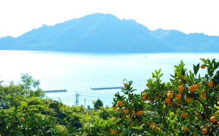 【 先行予約 】 瀬戸内の露地 グリーンレモン 約3kg 【 2026年10月末～11月下旬発送 】 皮まで丸ごと食べられる