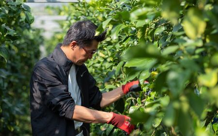 瀬戸内の ハウスグリーン レモン 約3kg【2026年8月以降発送】