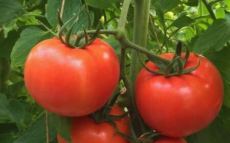 瀬戸内のフルーツトマト 2kg【 2026年4月中旬以降発送 】