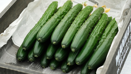 シャキッと美味しい！ きゅうり 約3kg 【2026年9月以降発送】