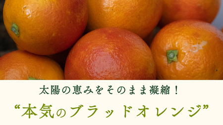 瀬戸内 オーガニック ブラッドオレンジ 1kg (8〜10個程度)  【2027年2月下旬以降発送】