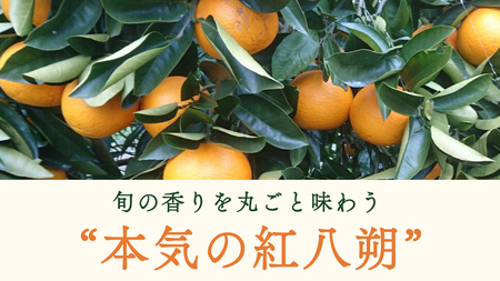 瀬戸内産 オーガニック 紅八朔 3kg 【2027年1月中旬以降発送】