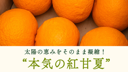 瀬戸内 オーガニック 紅甘夏 4kg 【2027年3月下旬以降発送】