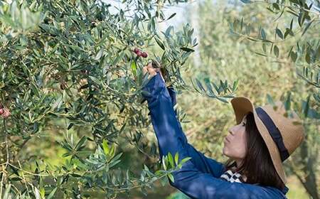 エクストラバージンオリーブオイル 45g×1本 先行予約 2025年10月下旬発送開始