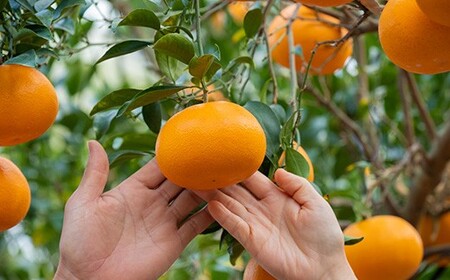 【2027年 2月 〜 3月 発送】 贈答用 瀬戸内ハウスせとか 約3kg (12玉) 