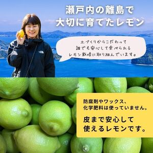 グリーンレモン 約2kg 【2026年 10月 ～ 11月 発送】 先行予約