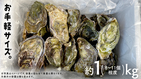 殻付き生牡蠣 冷蔵 約1kg ( 加熱用 ) 8〜11個程度 【1月中旬〜3月発送】 瀬戸内の離島から届く牡蠣 先行予約 