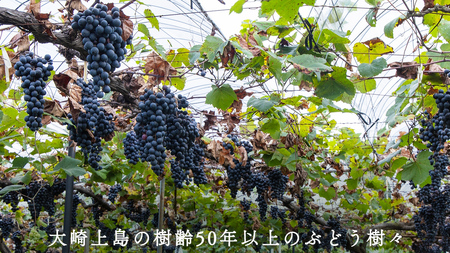 瀬戸内 の ナチュールワイン 750mL 【Vignoble de NAKA 2023 rouge MBA】