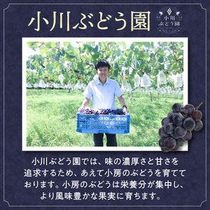 種無し巨峰 約3kg（約6～8房） 2026年 先行予約 種なしぶどう [098O03]