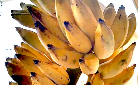 冷凍バナナ 冷凍完熟アップルバナナ1kg