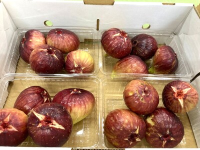 《2026年8～10月発送》いちじく（桝井ドーフィン） 1.2kg ／ 無花果 イチジク フルーツ 果物 くだもの 桝井ドーフィン ドーフィン 