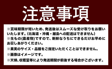 人気フルーツ全3回定期便（7月・9月・11月）定期便 フルーツ