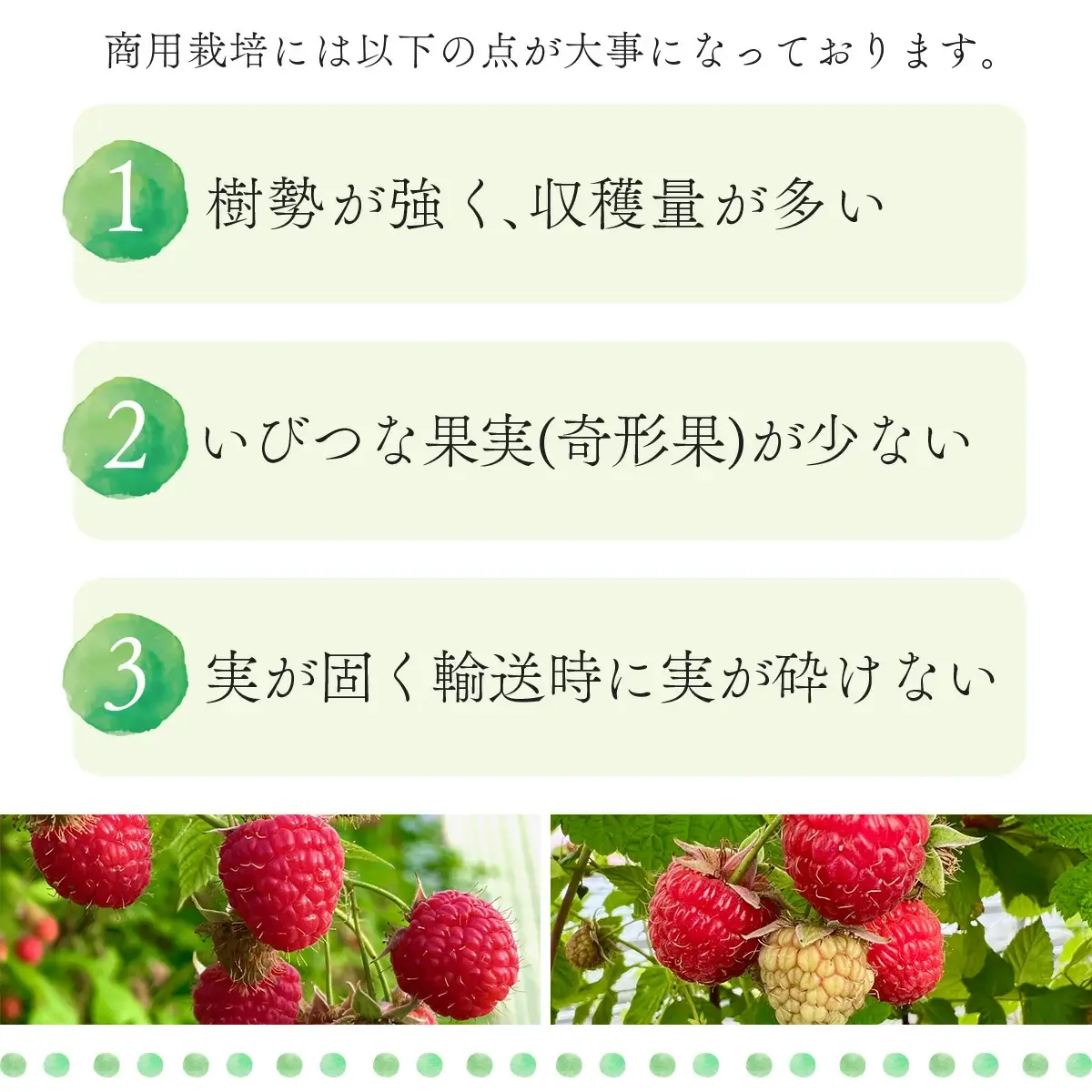 ラズベリー苗　150P7803