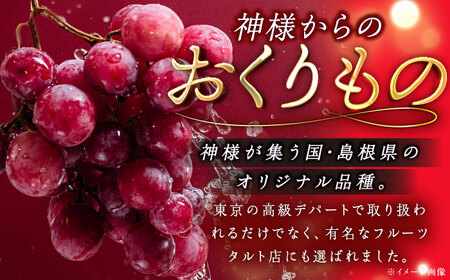 ぶどう【2026年8月初旬から順次発送】神紅 500g以上 [AIAA001] ぶどう