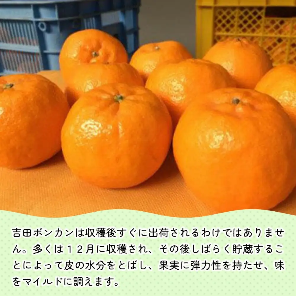 上野果樹園の吉田 ポンカン 5kg | ポンカン 津久見市