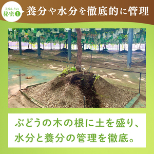 【2026年9月中旬より順次発送】令和7年度 茨城県生産力向上共励会 特別賞受賞！糖度約20～22度！美味しさにこだわったシャインマスカット（約500g）1房 化学肥料不使用 農家直送【葡萄 ぶどう マスカット フルーツ 果物 くだもの 水戸市 水戸 茨城県】（GG-20）